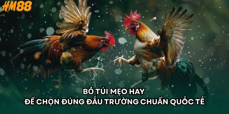 Bỏ túi mẹo hay để chọn đúng đấu trường chuẩn quốc tế