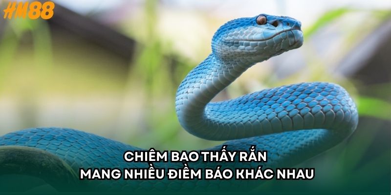 Chiêm bao thấy rắn mang nhiều điềm báo khác nhau