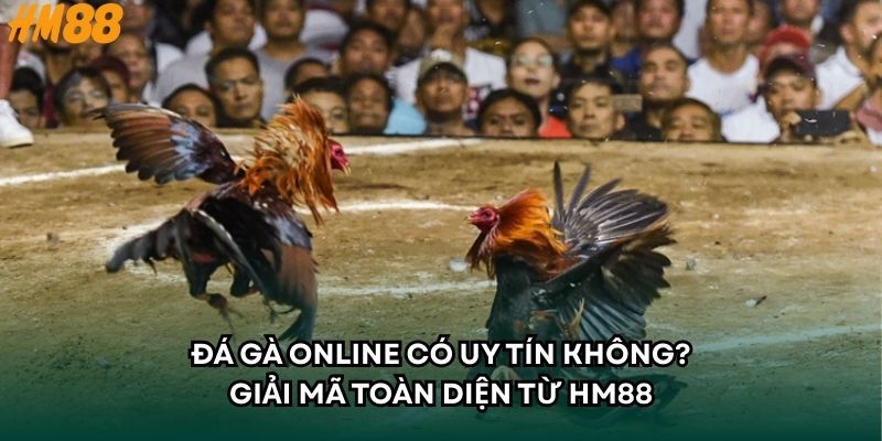 Đá Gà Online Có Uy Tín Không - Giải Mã Toàn Diện Từ HM88