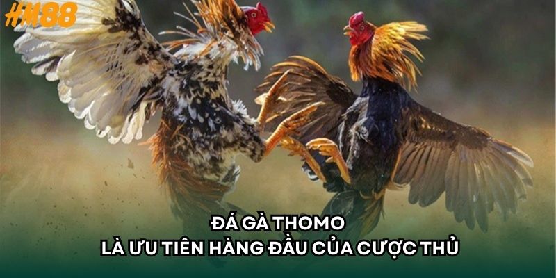 Đá gà Thomo là ưu tiên hàng đầu của cược thủ