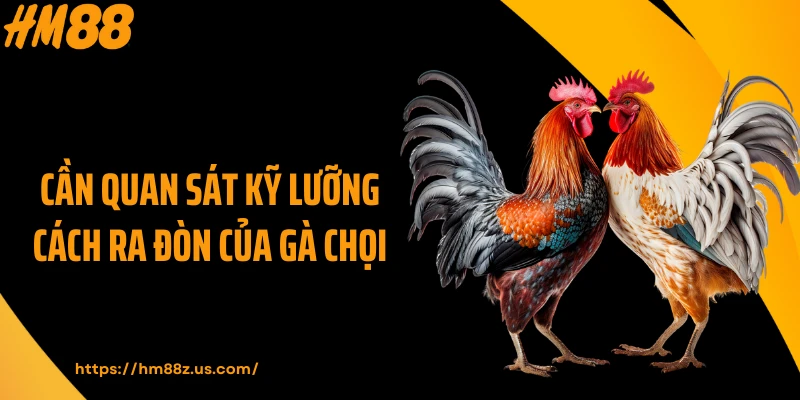 Cần quan sát kỹ lưỡng cách ra đòn của gà chọi