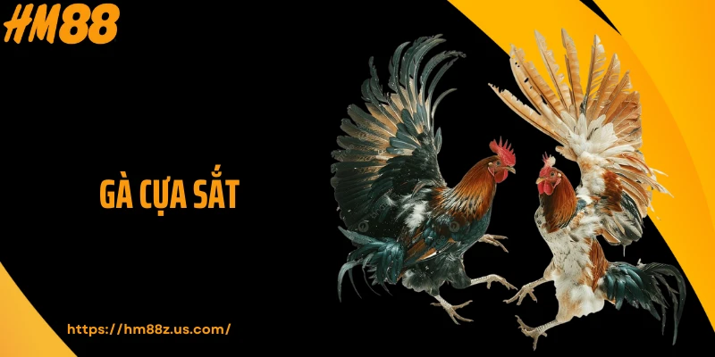 Top 3 Điểm Hấp Dẫn Khi Chơi Gà Cựa Sắt Tại HM88